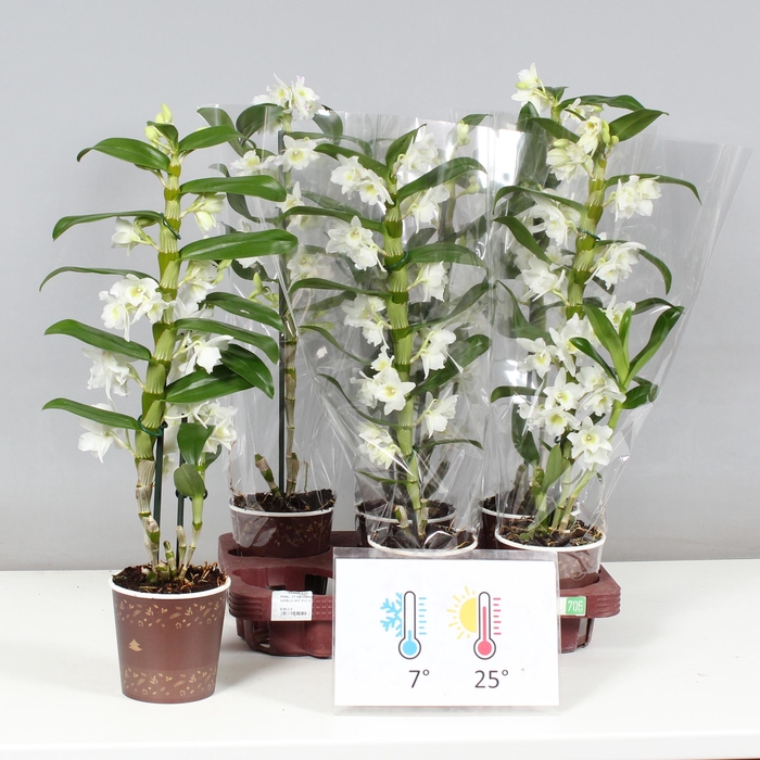 <h4>DENDR N SC APOLLON</h4>