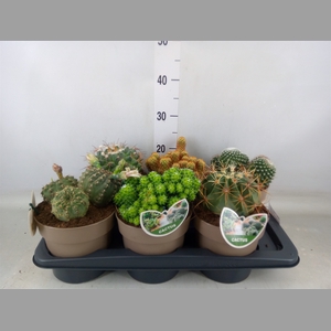 Cactus   ...mix