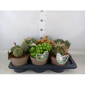 Cactus   ...mix
