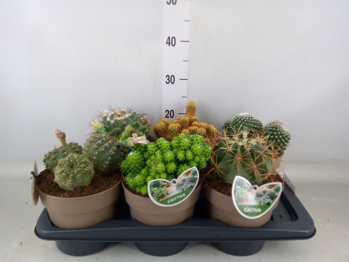 <h4>Cactus   ...mix</h4>