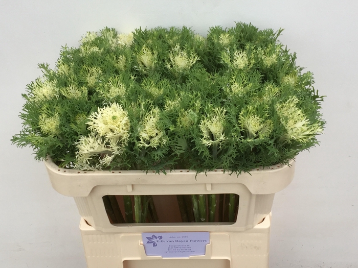 <h4>BRASS CRANE FEA SNOW</h4>