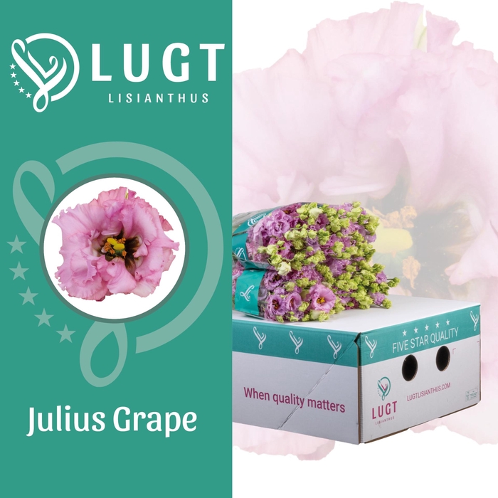 <h4>Lisianthus Julius Grape</h4>