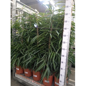 Ficus binn. 'Alii'
