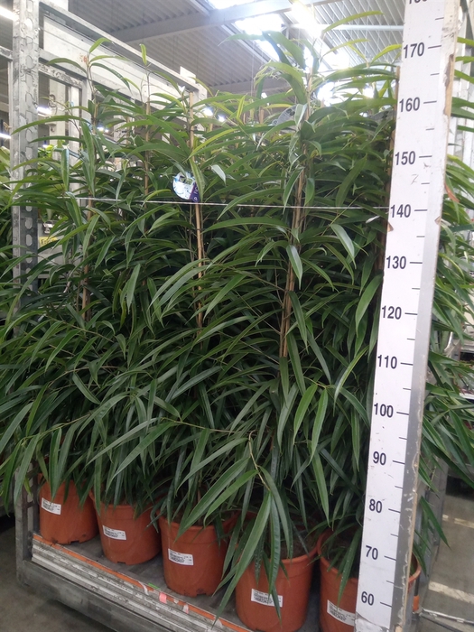 <h4>Ficus binn. 'Alii'</h4>