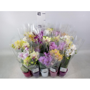 Phalaenopsis   ...mini