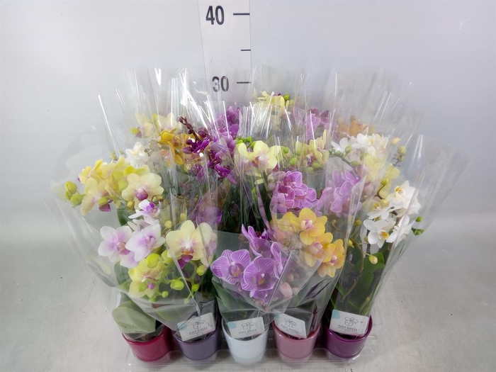 <h4>Phalaenopsis   ...mini</h4>