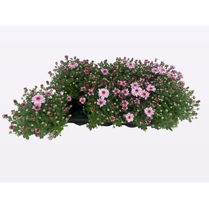 CHRY FLAIR PINK