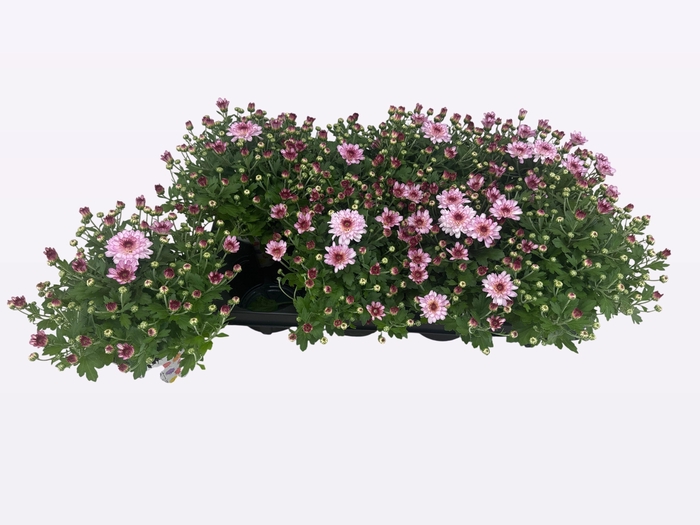 <h4>CHRY FLAIR PINK</h4>
