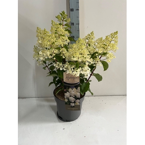 Hydrangea pan.