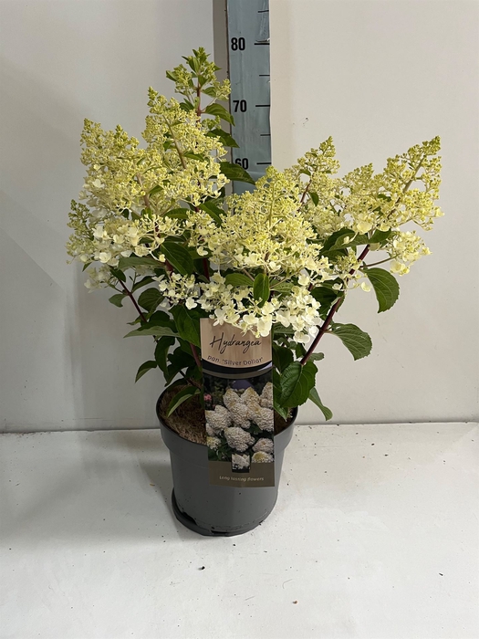<h4>Hydrangea pan.</h4>