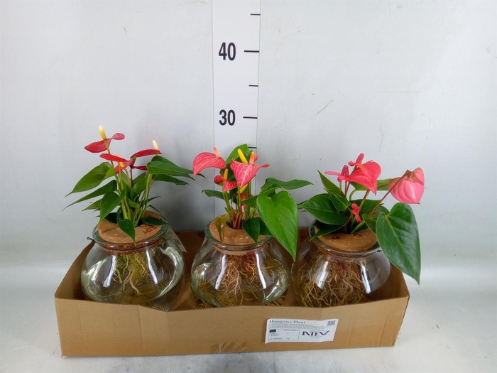 <h4>Planten  ..mix</h4>