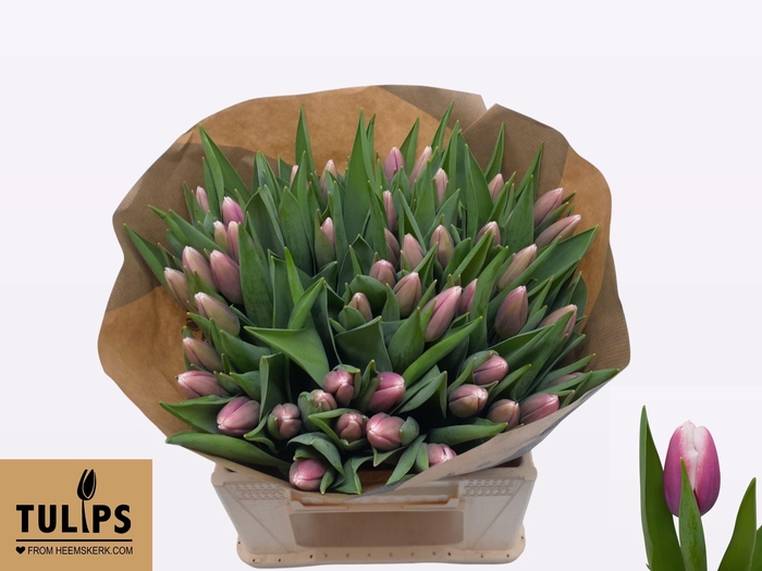 <h4>TU EN OUTLOOK</h4>