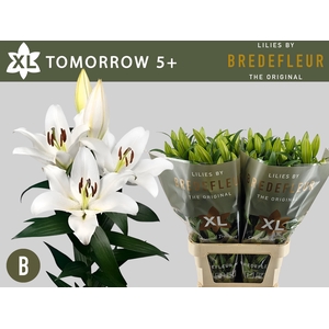 Li Or Tomorrow 5+ Bredefleur