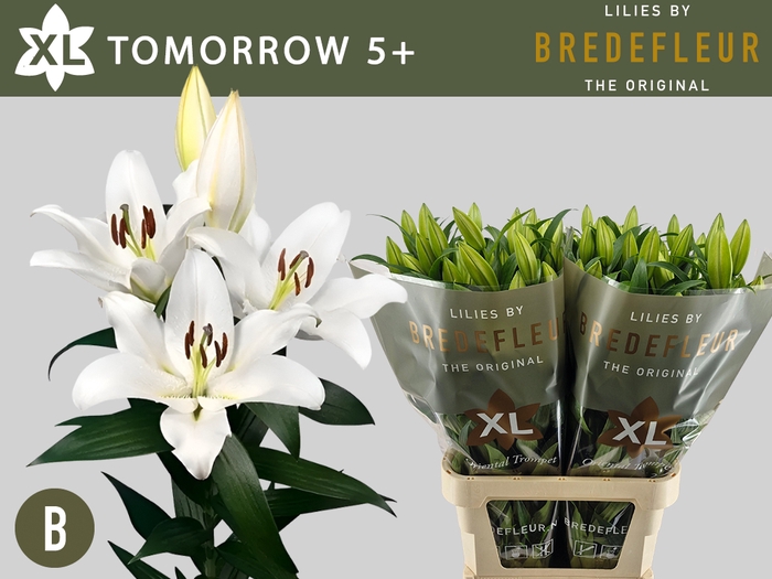 <h4>Li Or Tomorrow 5+ Bredefleur</h4>