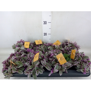 Tradescantia cerinth. 'Sweetness'