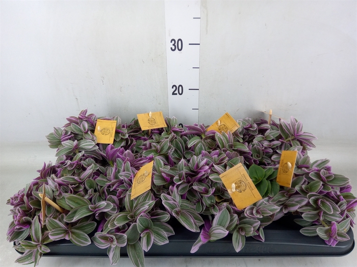 <h4>Tradescantia cerinth. 'Sweetness'</h4>