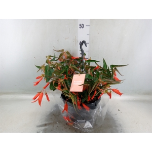 Begonia tuber. 'Bonfire'
