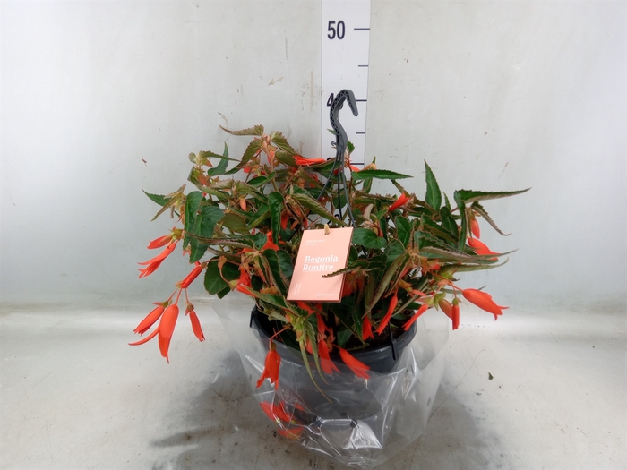 <h4>Begonia tuber. 'Bonfire'</h4>