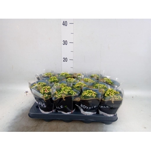 Kalanchoe blos. 'RosDon Alano'