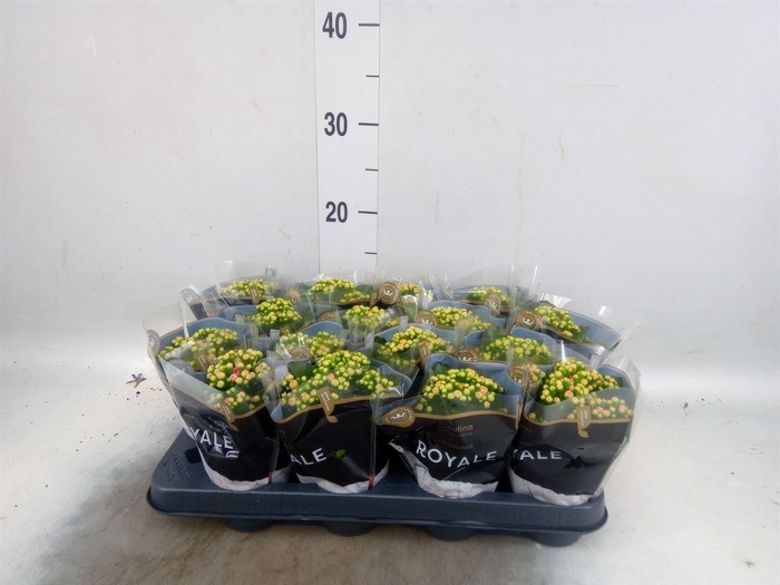 <h4>Kalanchoe blos. 'RosDon Alano'</h4>