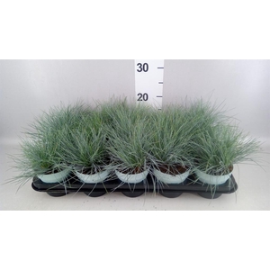 Festuca glauca 'Compacta Blue'