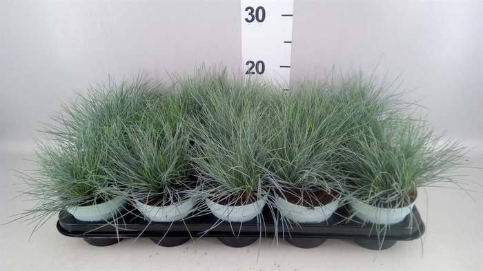 <h4>Festuca glauca 'Compacta Blue'</h4>