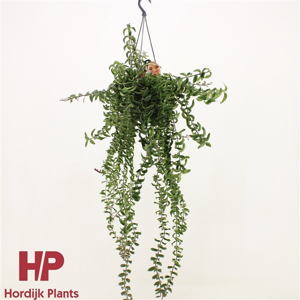 <h4>Aeschynanthus Twister XXL</h4>