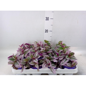 Tradescantia cerinth. 'Nanouk'