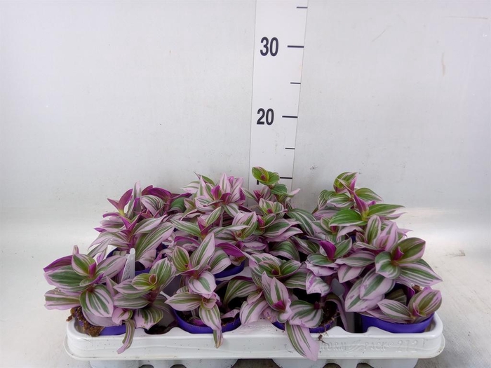 <h4>Tradescantia cerinth. 'Nanouk'</h4>