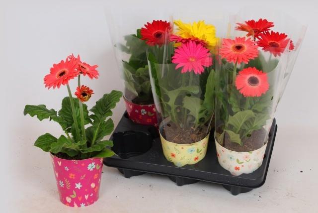 <h4>GER COLOURGAME GEM</h4>