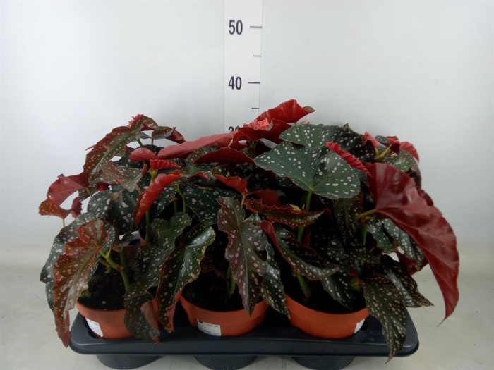 <h4>Begonia   ...</h4>