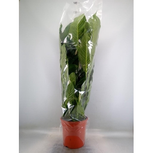 Spathiphyllum  'Sweet Sebastiano'