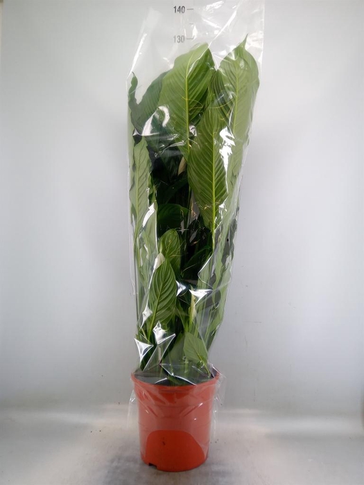 <h4>Spathiphyllum  'Sweet Sebastiano'</h4>