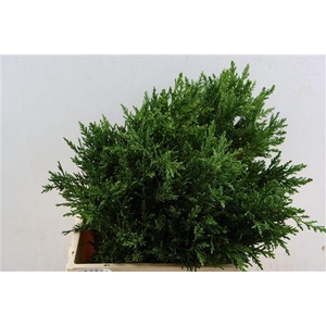 CHAMAECYPARIS OBTUSA DRAHT