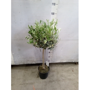Olea europaea