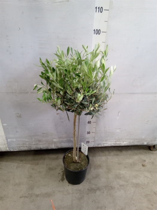 <h4>Olea europaea</h4>