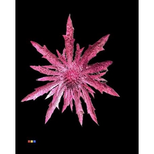 Eryngium Metallic Cerise