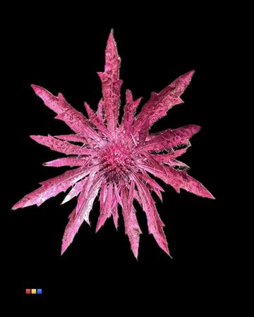 <h4>Eryngium Metallic Cerise</h4>