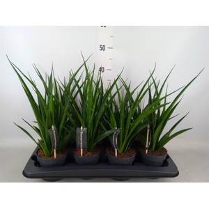 Sansevieria kirkii 'Friends'