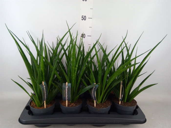 <h4>Sansevieria kirkii 'Friends'</h4>