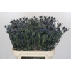 Eryngium Blue Dynamite