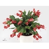 Schlumbergera Red