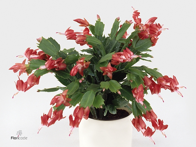 Schlumbergera Red