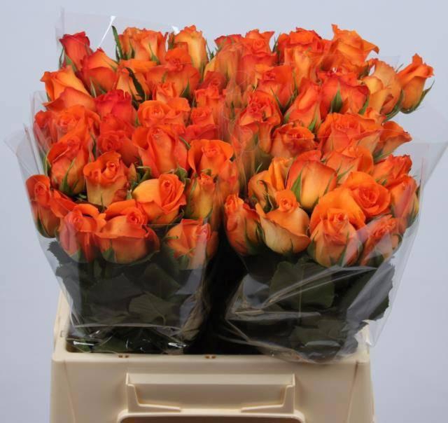 <h4>R GR KINGSDAY+</h4>