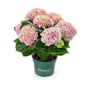 Hydrangea Macrophylla rose Magical Revolution 3-5 kop