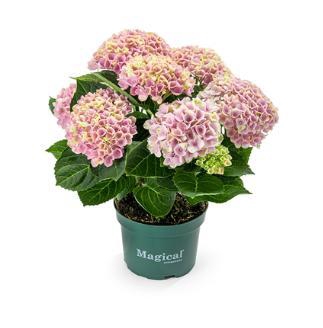 <h4>Hydrangea Macrophylla rose Magical Revolution 3-5 kop</h4>
