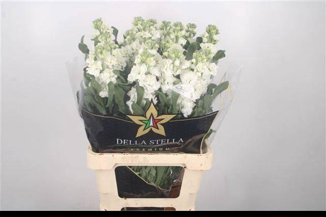 <h4>MATTH IRON WHITE</h4>