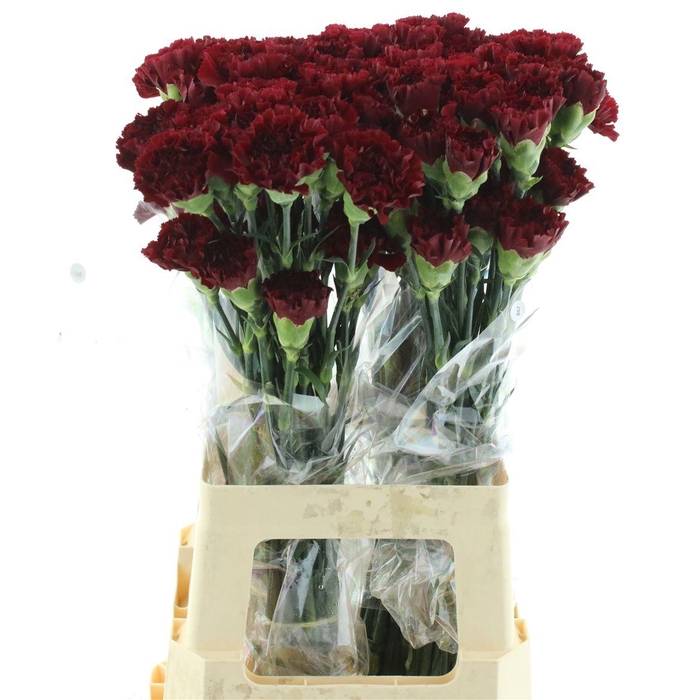 <h4>Di St Col Zurigo</h4>