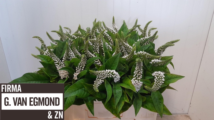 <h4>LYSIM CLETHROIDES</h4>