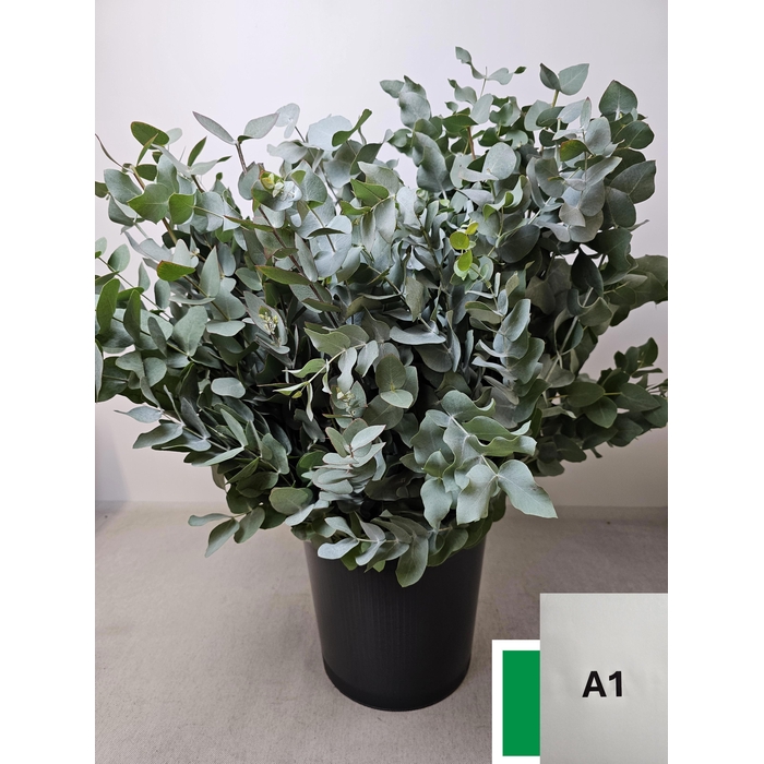 <h4>EUC CINEREA PB</h4>